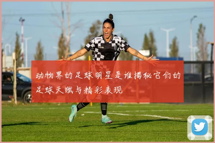动物界的足球明星是谁揭秘它们的足球天赋与精彩表现